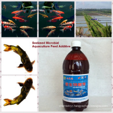 -algal organic bio bacterial inoculant for aquaculture feed